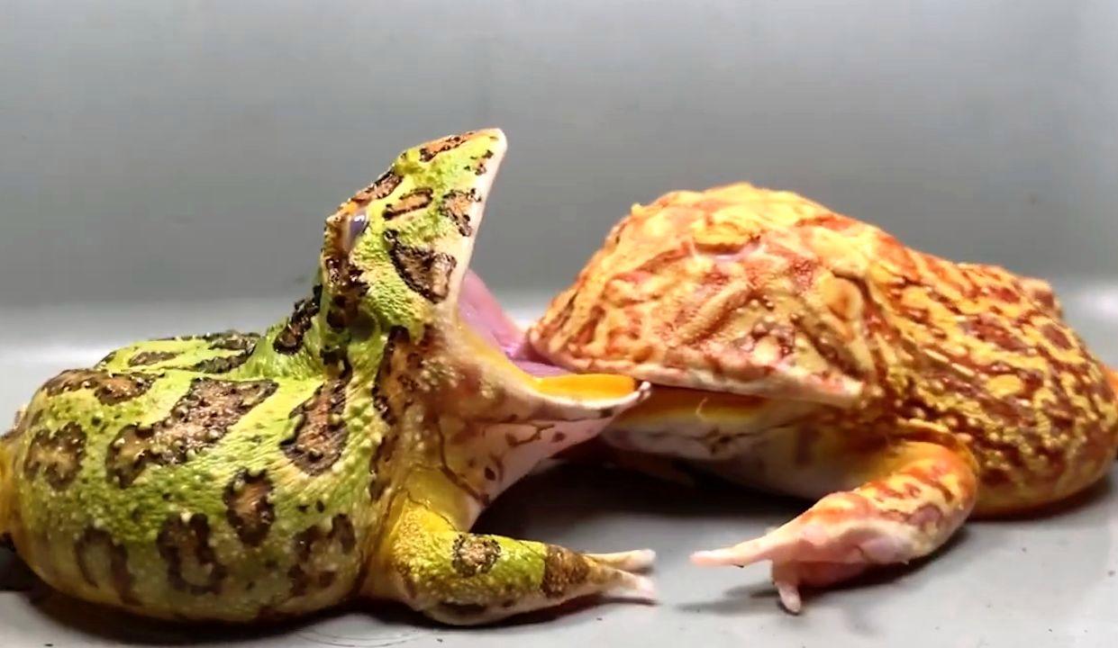 绿角蛙:尼玛轻点,我特么舌头都被你咬没了