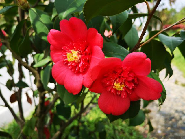 山茶花,花期正好