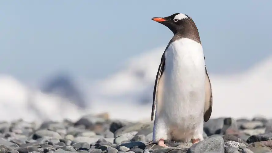 红唇白眉的巴布亚企鹅/金图企鹅