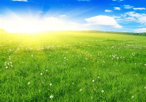 唯美的春天阳光下的草原野花 - ps酒吧