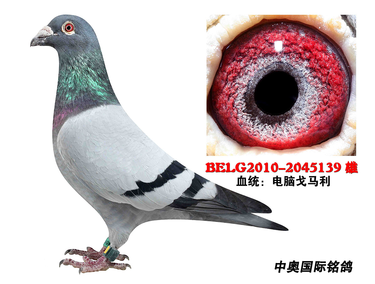 电脑戈马力原舍超级种雄 2045139