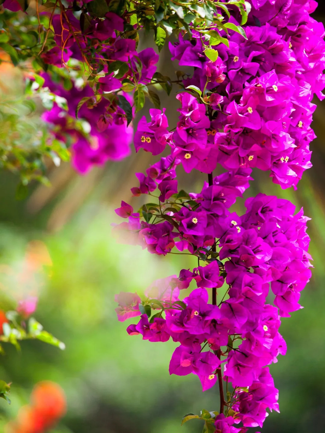 一个安徽爷爷,花1万块种出5000㎡私家花园,美如仙境