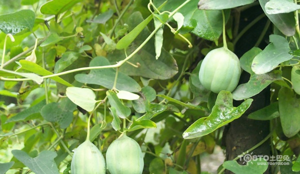 青木香的功效与作用 青木香与木香的区别 / 乐房网