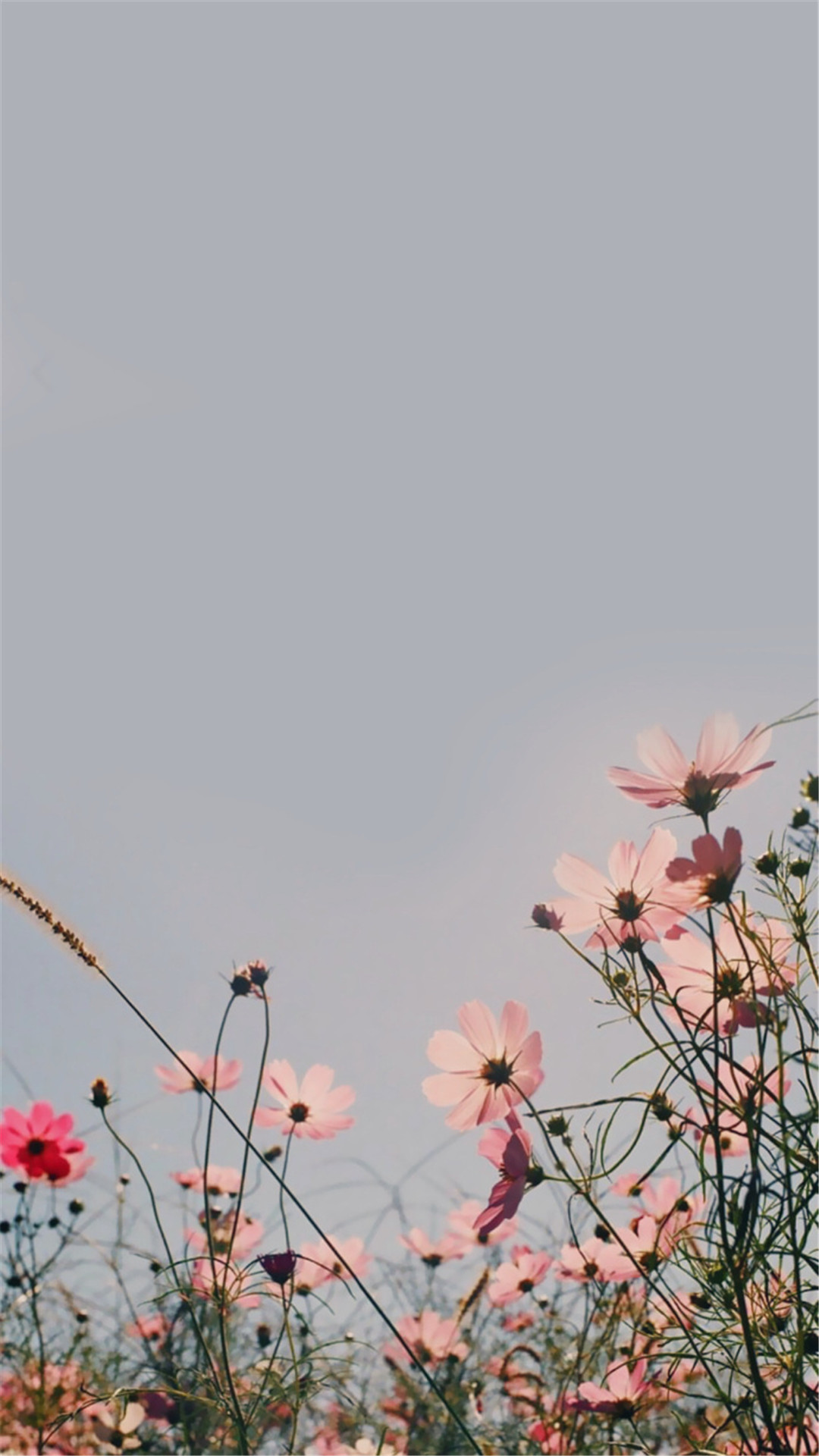 小清新唯美花卉高清手机壁纸