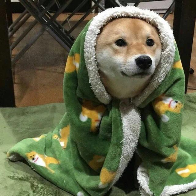 搞怪动物头像|搞怪