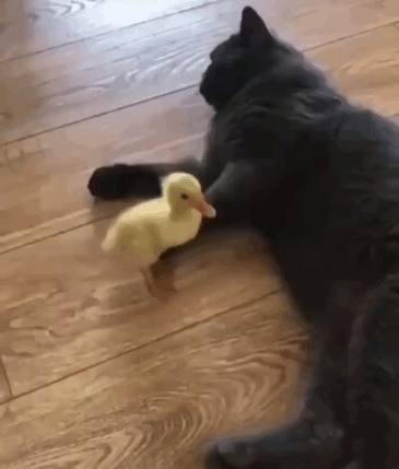 这里脑子有问题_脑子_大概_觉得_这里_问题表情你大爷(土拨鼠呐喊 gif