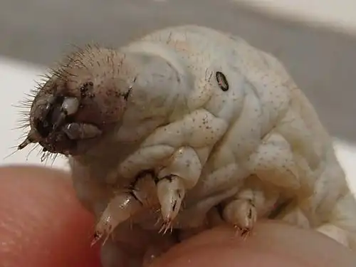 蚕的单眼在哪里有几个