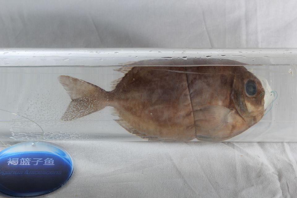褐篮子鱼