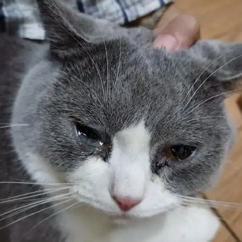 【讨论】猫猫眼睛流眼泪 要怎么办好(托百士是处方药?