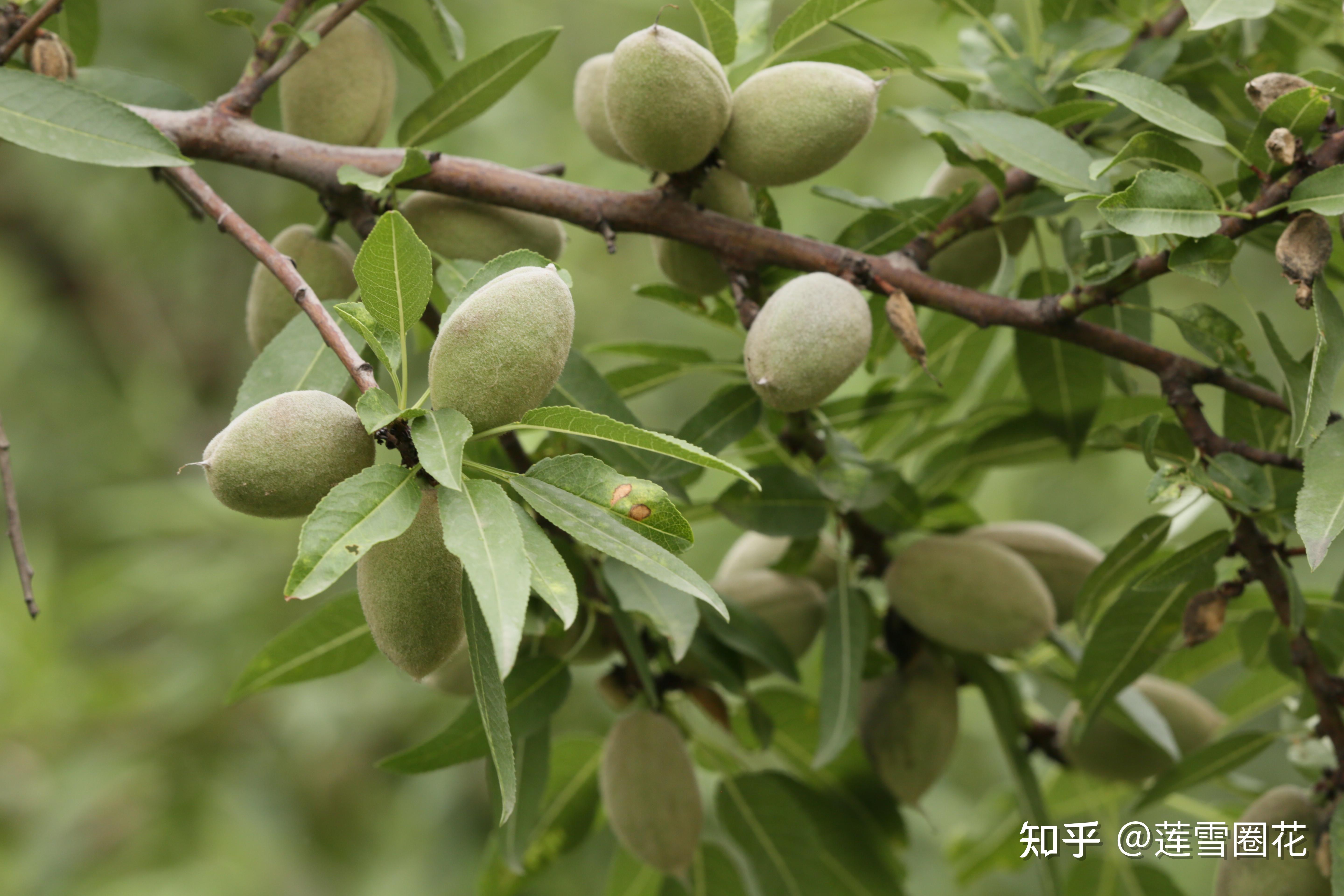种植户该怎么选择品种好的巴旦木苗木山西能种植巴旦木树苗吗