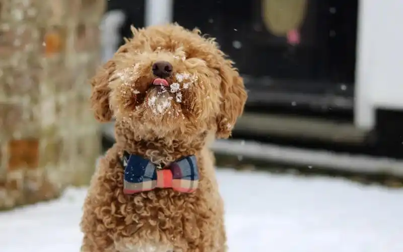 可爱至极的呆萌小狗