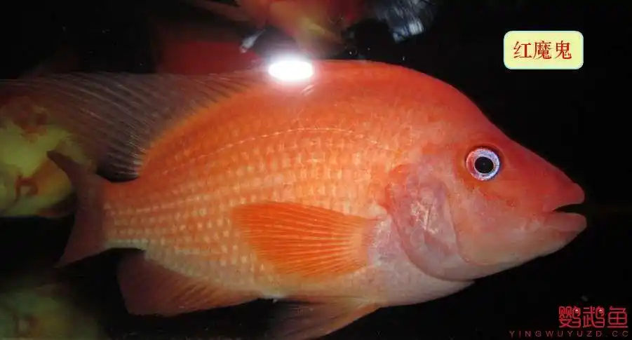 红魔鬼鱼和鹦鹉鱼的区别