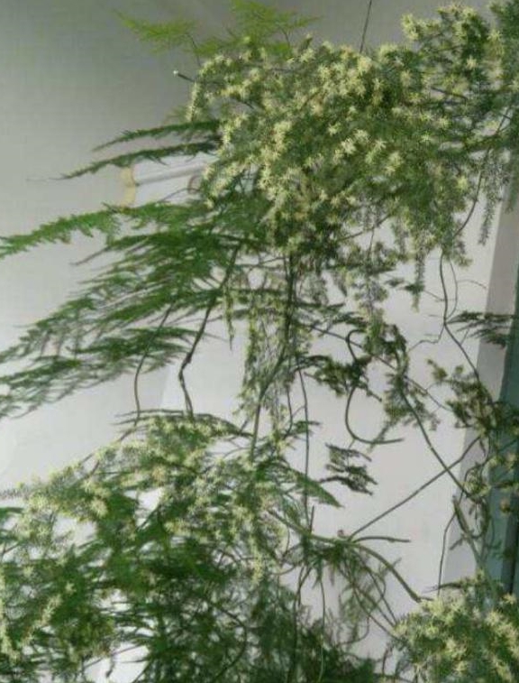 文竹一根枝条长得太长剪与不剪不一样的效果你来决定