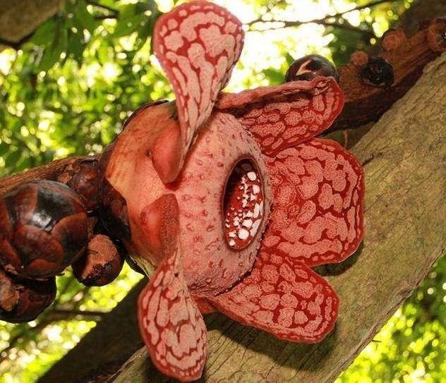 盘点世界上最可怕的植物,它们可怕在哪?_腾讯新闻