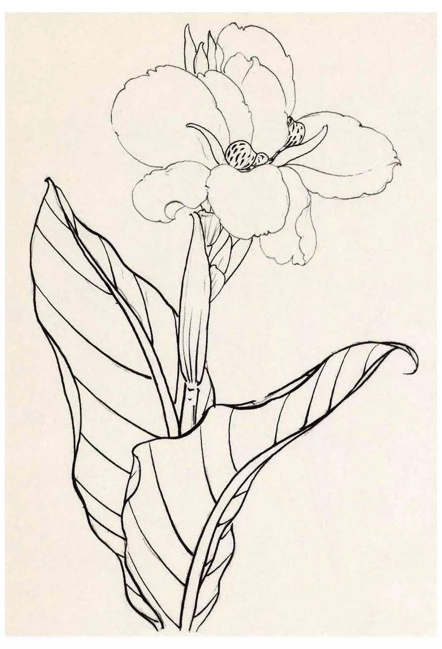 名家教你画白描花鸟_作品_古人习_线条