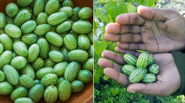 世界上最小的西瓜:只有拇指般大小,一口能吞10个!