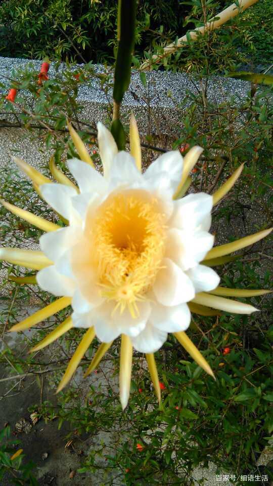 新鲜霸王花,这款美食你可能没吃过