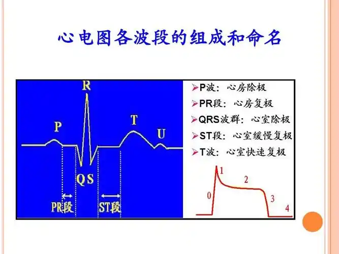下一页 你可能喜欢 室性心律失常 快速心律失常 心律失常 房性心律