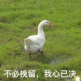 大鹅表情包:不必挽留,我心已决 - 今日份热门表情包精选-2017/10/31