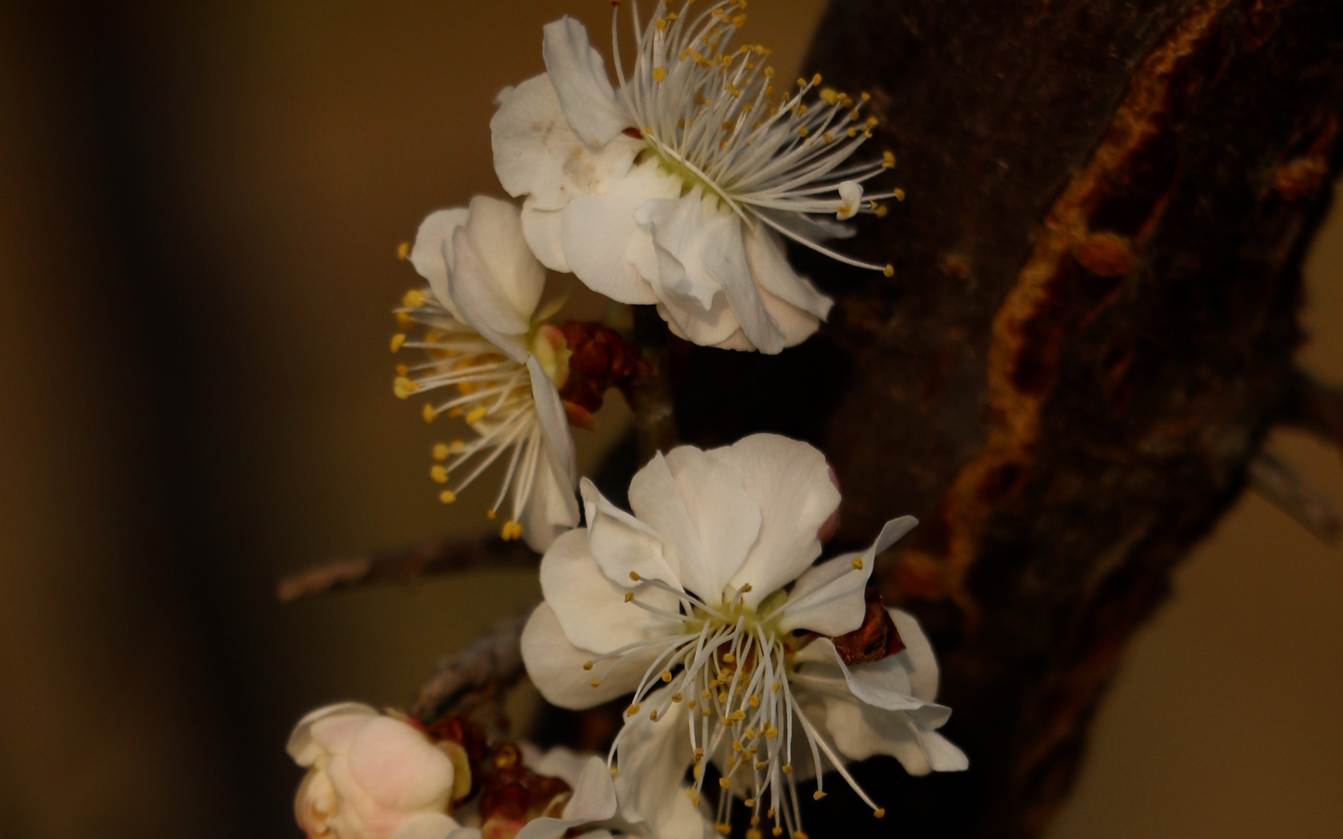 漂亮的梅花唯美高清桌面壁纸