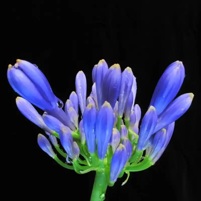 紫君子兰(蓝花君子兰,百子莲,非洲百合)#紫色花朵#养花人的 - 抖音