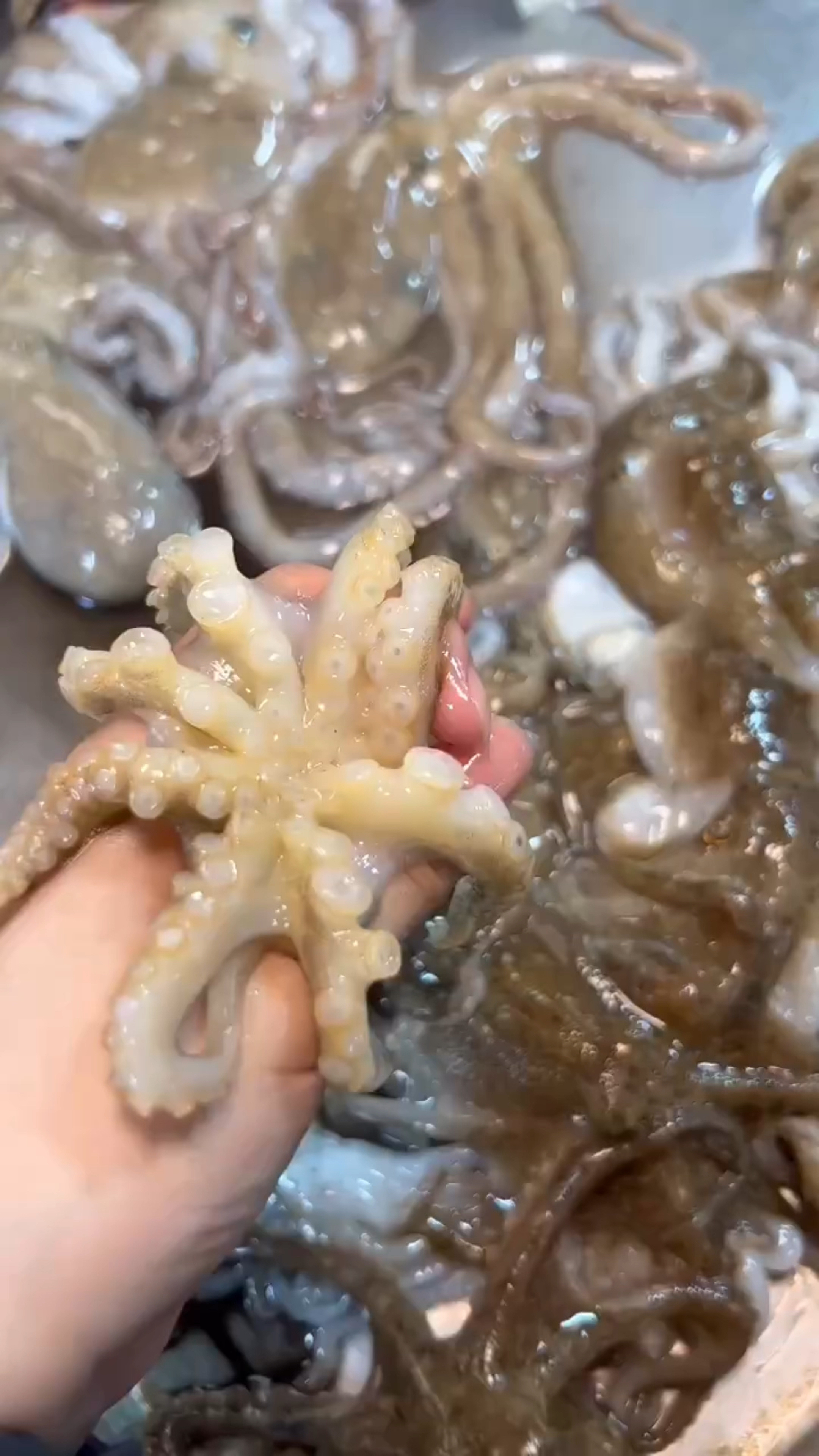 又新鲜又调皮的八爪鱼～清水一煮,蘸料 鲜溜溜!