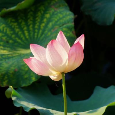 女生微信头像老气 微信头像高清_布阁拉