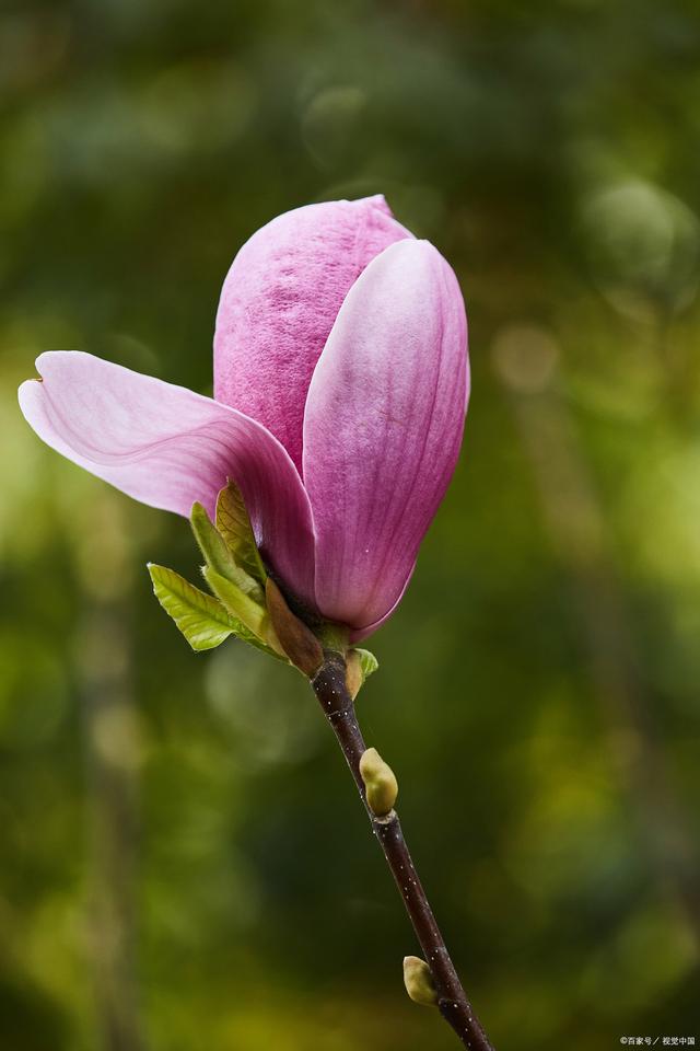 玉兰花:优雅高贵的花卉之王
