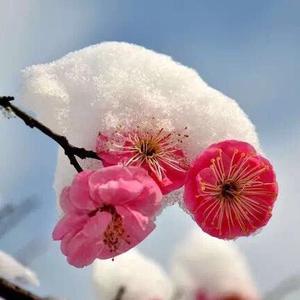 傲雪寒梅头像