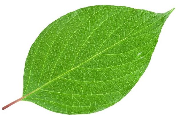 情感测试:三片落叶,哪一片最唯美,测你50岁是怎样的生活!