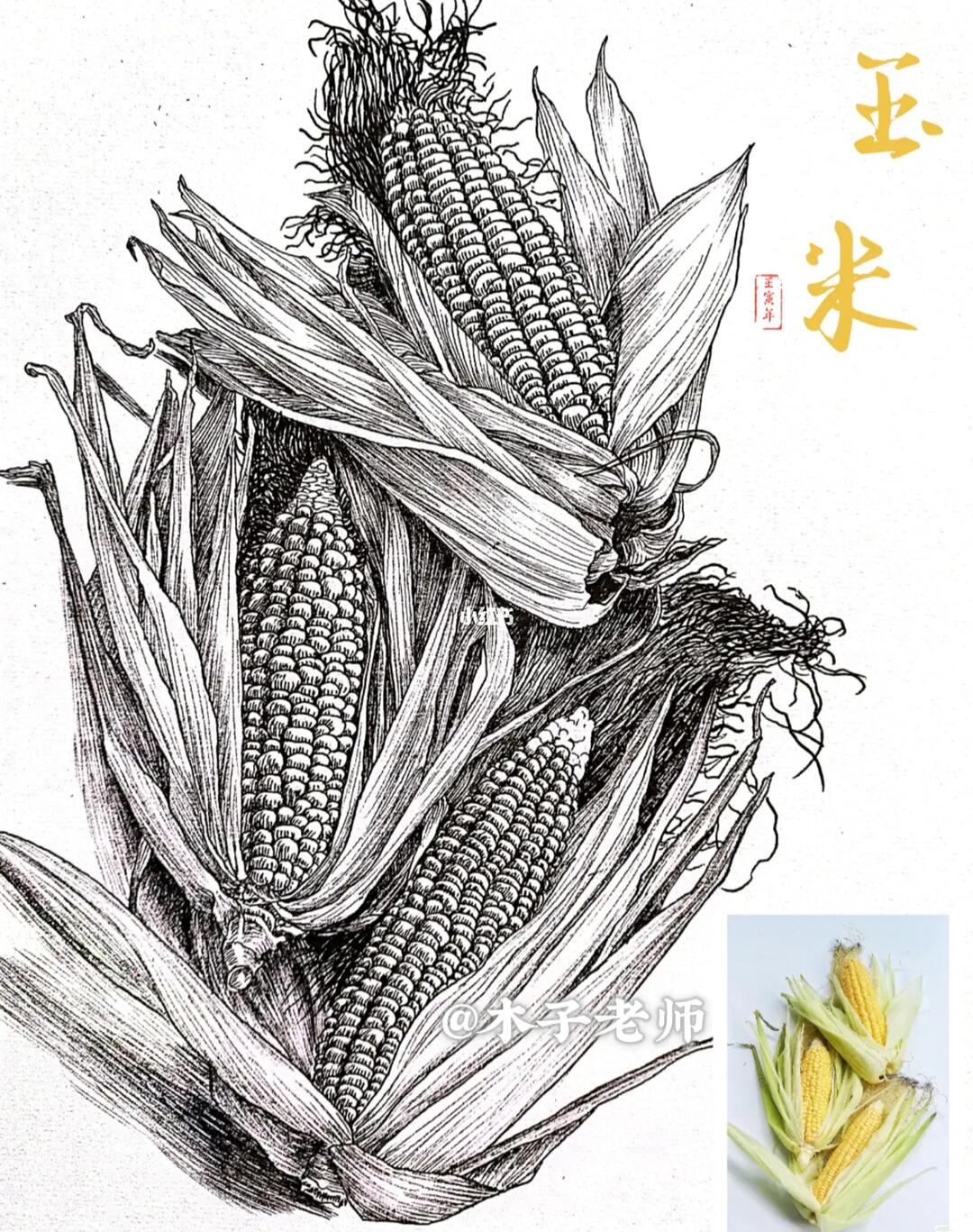 线描写生秋实之玉米