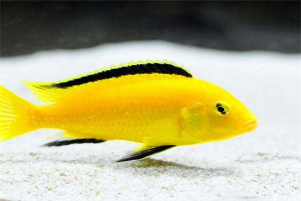 非洲王子鱼图片观赏鱼图片