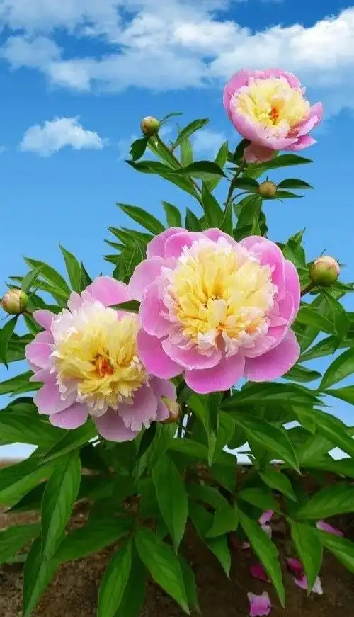 芍药花图片(魔道祖师芍药花图片)_植物知识网