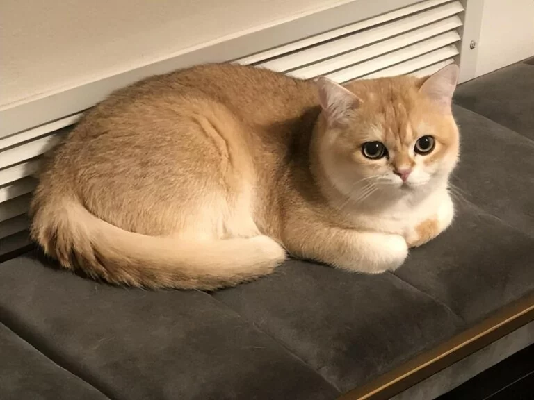 金渐层猫的优点和缺点,它为什么那么受欢迎?