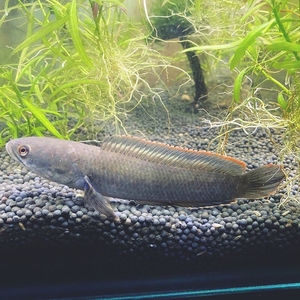 野生南鳢雷龙鱼观赏鱼冷水鱼龙鱼凶猛七彩雷龙淡水彩虹雷龙鱼