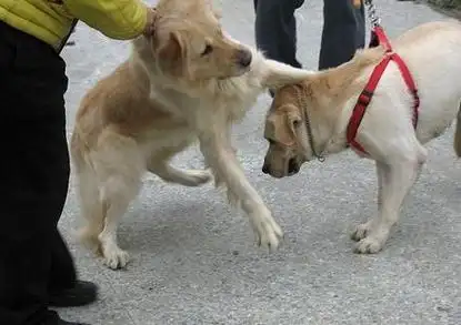 狗狗跟别的狗打仗时会咬主人(狗狗追了一百公里只为咬主人一口)-艾拉