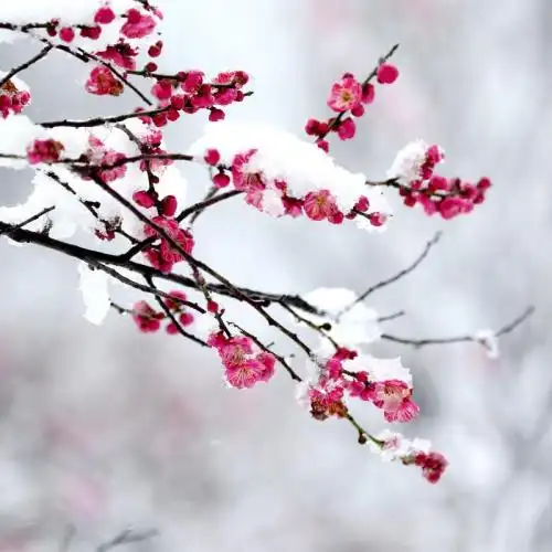 微信图片梅花大全_微信头像图片大全