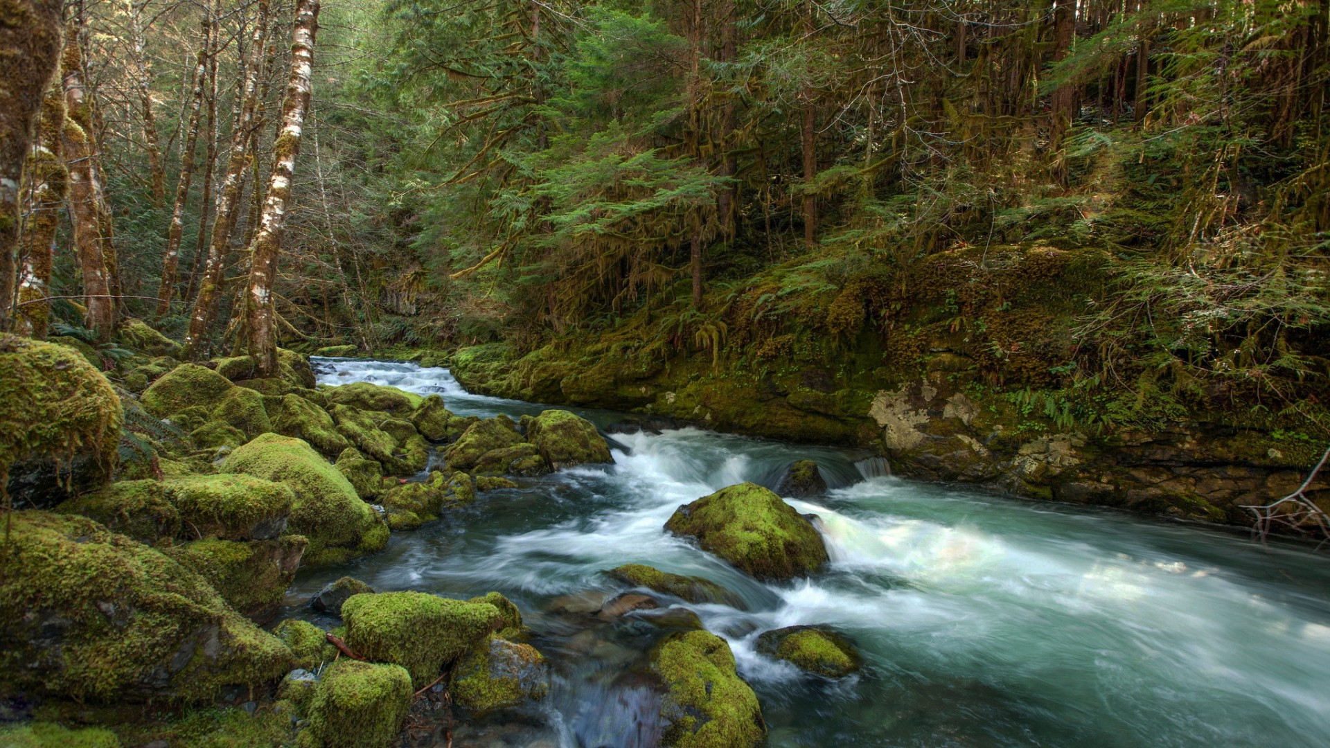 高清唯美护眼绿色风景桌面壁纸,绿色唯美的自然风景,清新又护眼的大