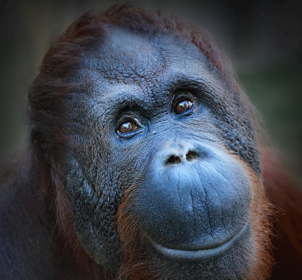 江西饲养员将猩猩当孩子养,1年后儿子遇生命危险,猩猩赶来相救_刘超