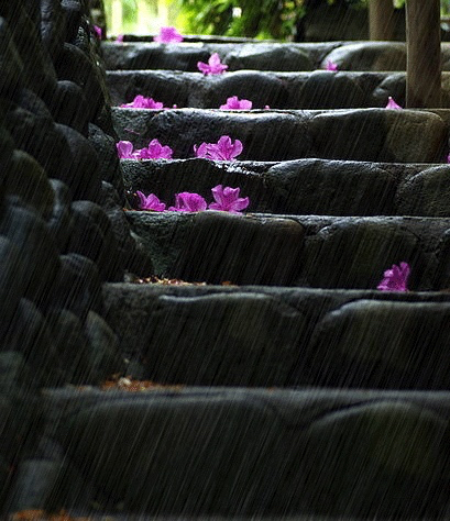 落花纷飞一地殇