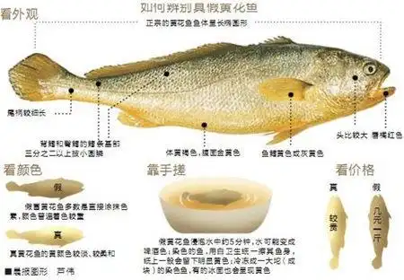 黄花鱼选购技巧 教你如何辨别 染色黄花鱼
