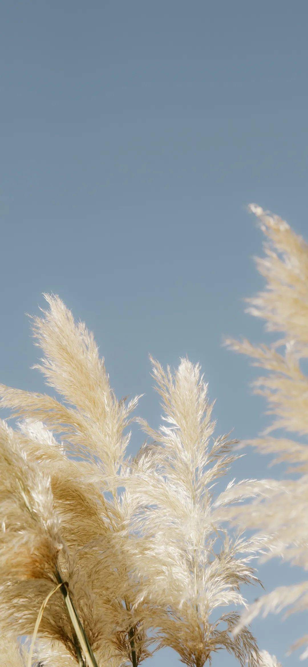 iphone壁纸库抖音热门壁纸