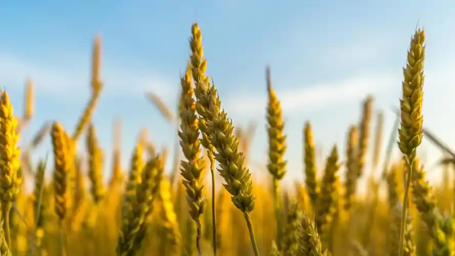 麦穗丰收的美景,风景-回车桌面