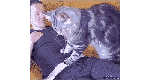 为什么猫喜欢踩奶