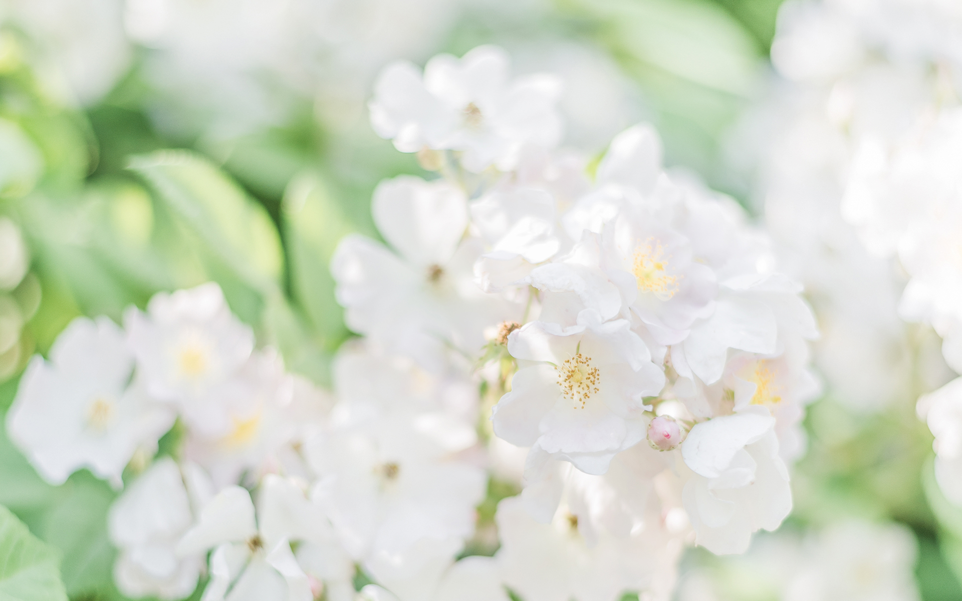 绿色唯美小清新植物图片壁纸_植物壁纸_壁纸下载_美桌网