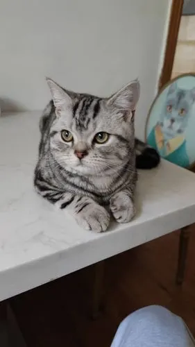 短虎斑8个月,性格温和爱粘人,不咬人不抓人想为主子寻个健康的小母猫