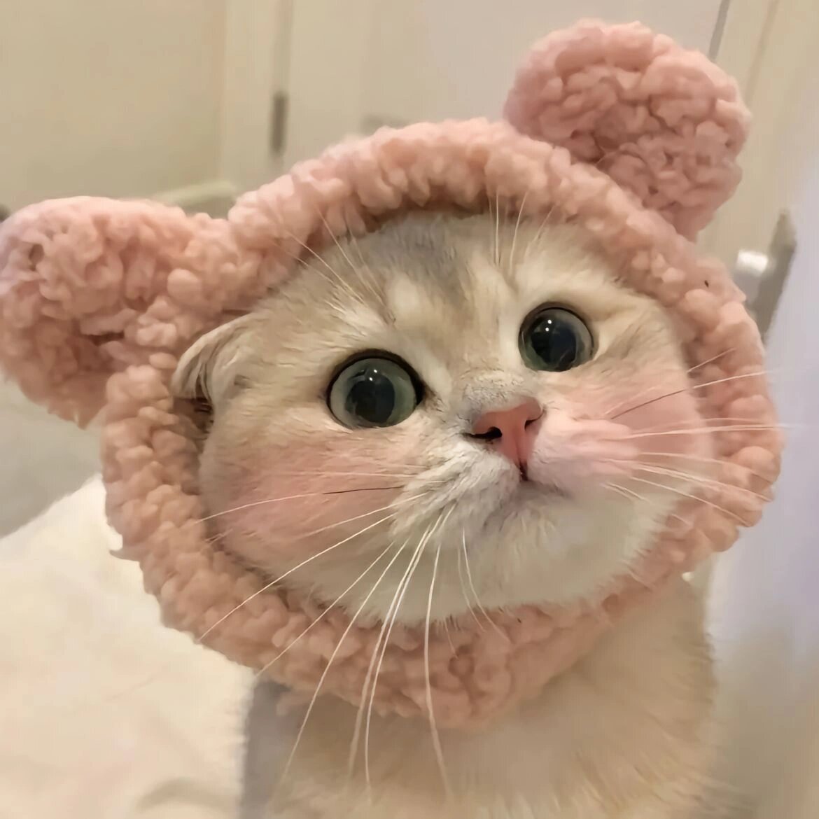 猫咪头像  喵~ 各位铲屎官们,我来分享一些超级可爱的微信猫咪头像啦!