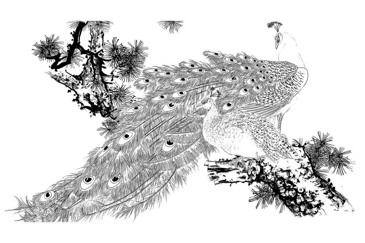 0002_工笔画孔雀白描线稿素材高清图-孔雀白描2_5197x3465px_jpg_200