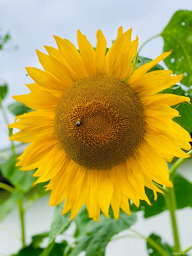 向日葵花语:向着阳光前进的勇气和希望