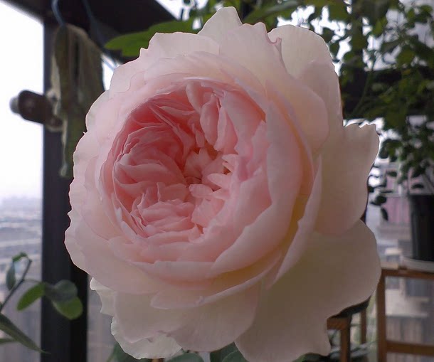 温柔的赫敏 欧美月季月季花苗 超大重瓣浓香 欧月 爬藤月季灌木_不